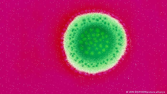 Symbolbild Lassa Fieber tropische Krankheit 